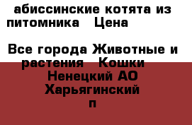 абиссинские котята из питомника › Цена ­ 15 000 - Все города Животные и растения » Кошки   . Ненецкий АО,Харьягинский п.